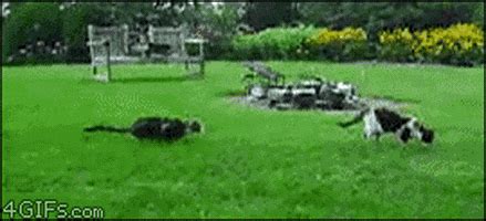 Cat Pounce GIF - Find & Share on GIPHY