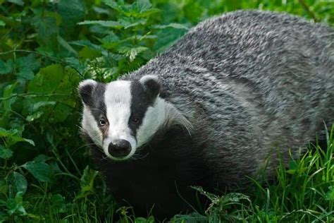 Where Do Badgers Live? - Exploring the badger Habitat