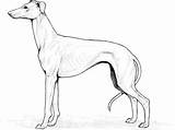 Whippet Coloring Pages sketch template