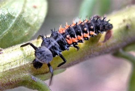 Keep an eye out for ladybug larvae. Gardeners "in the know" welcome these tiny insects, as the ...