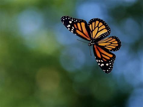 Butterfly - Butterflies Photo (17274855) - Fanpop