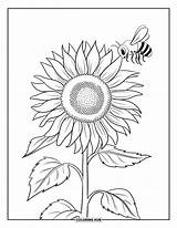 130  Disegni Di girasoli Da Colorare Per Bambini E Adulti PDF Gratuiti sketch template