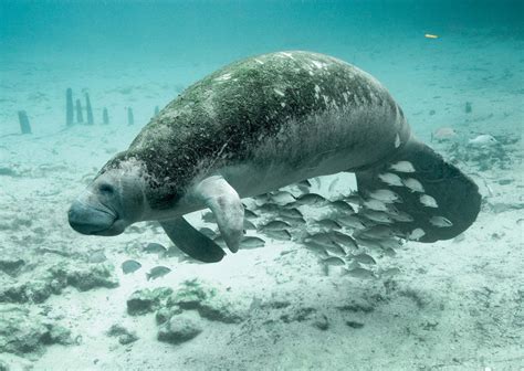 Manatee | Diet, Habitat, & Facts | Britannica