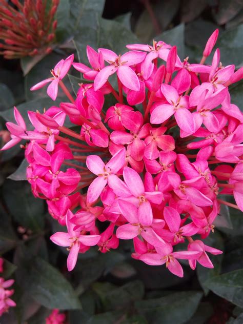 Garden Care Simplified: Ixora Flowers in beautiful Colours Tips for ...