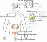 ️Endocrine System Coloring Worksheet Free Download Gambrco sketch template