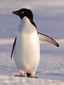 Adelie Penguin - Facts, Habitat, Diet and Pictures