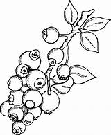 Blueberry Coloring Page Printable Pages sketch template