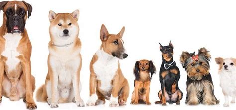 What Breed is My Dog? How to Identify Any Dog Breed | All Things Dogs