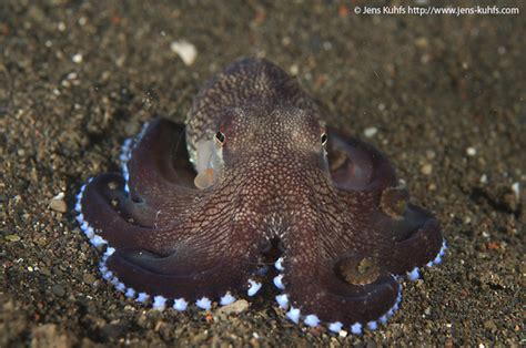 Do Octopuses Have Teeth?- Ask Media Group, LLC – reference.com | Jens Kuhfs