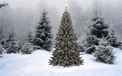 Lone Christmas Tree by Frankief on DeviantArt