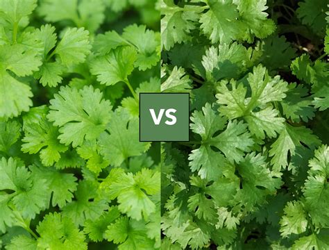 Cilantro vs Coriander: What's The Difference?