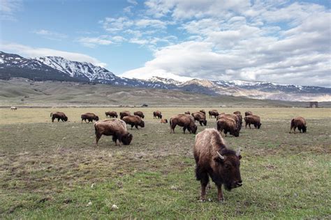 Study Shows Yellowstone Bison have Positive Effects on the Landscape - SweetwaterNOW