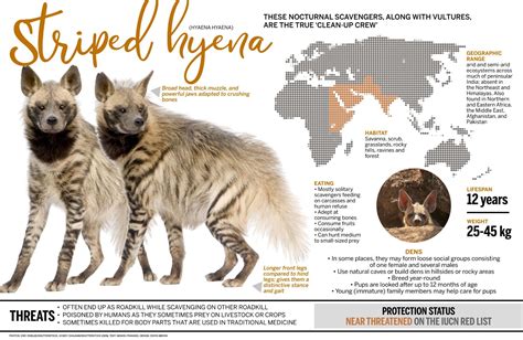 Striped Hyena: Facts, Diet, Habitat | Roundglass | Sustain