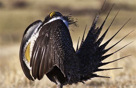 Sage Grouse – Earth Keepers 360