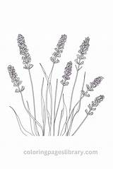 Free Printable Lavender Coloring Pages For Kids sketch template