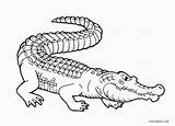 Free Printable Alligator Coloring Pages For Kids  Cool2bKids sketch template