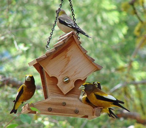 Bird of the Week Evening Grosbeak