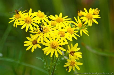 Common Ragwort Attracts Many Butterflies | Urban Butterfly Garden