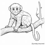 Realistic Monkey Coloring Pages  Free & Printable sketch template