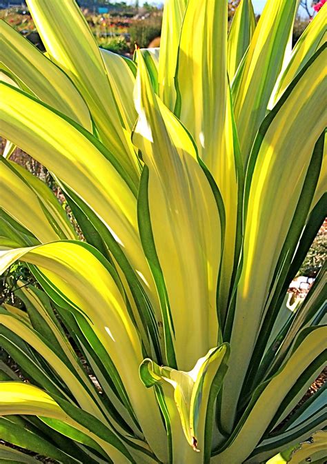 Furcraea foetida variegata | DSC_4275 Photo by Michael Buckn… | Flickr