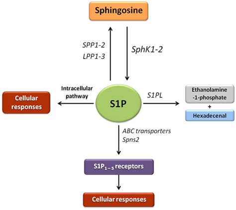 Frontiers | Sphingosine 1-Phosphate Signaling as a Target in Hepatic ...
