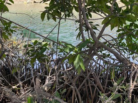 Curaçao Rif Mangrove Park - Exploring Curaçao