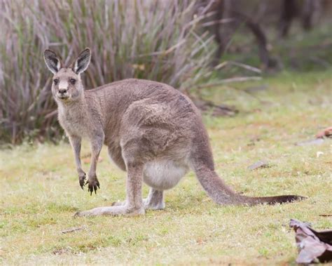 Eastern Grey Kangaroo - Facts, Diet, Habitat & Pictures on Animalia.bio