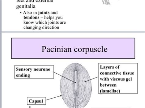 Receptors and the Pacinian corpuscle: AQA A level Biology | Teaching Resources