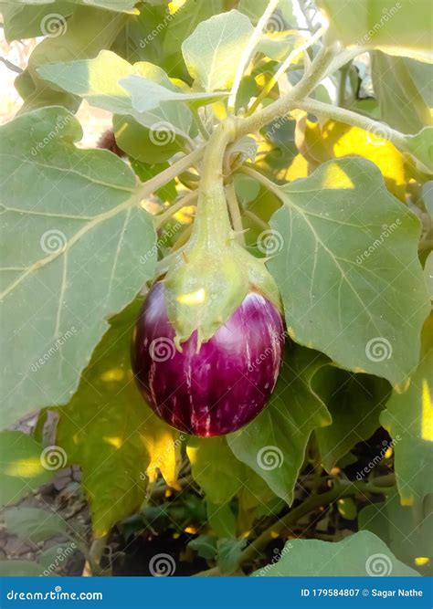 Brinjal Plant Image in Farm Stock Image - Image of maharashtra, fresh ...