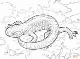 Woodland Creatures Coloring Pages  Home sketch template