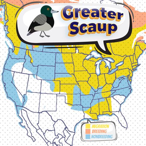 Greater Scaup - Bird Watching Academy