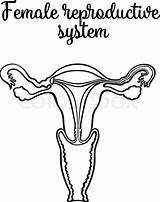 Uterus Coloring Pages sketch template