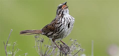 Biologists Identify First Animal That Uses the Complexity of Human Language: the Song Sparrow ...