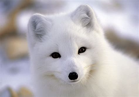 2,360 Baby Arctic Fox Royalty-Free Images, Stock Photos, 42% OFF