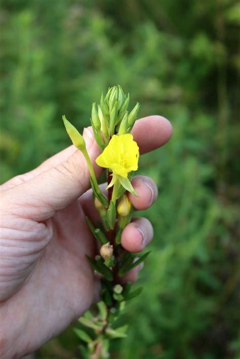 Identifying Evening Primrose (& Ways to Use It)