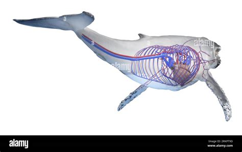 Whale anatomy, illustration Stock Photo - Alamy