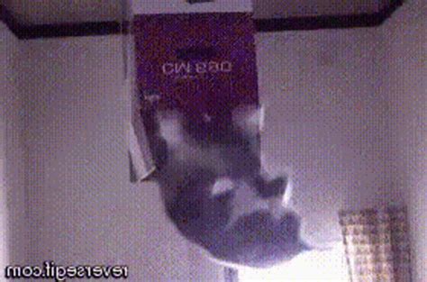 Cat In A Box GIF - Cat In A Box - Discover & Share GIFs