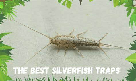 10 Best Silverfish Traps in 2022 You Should Know Of | Insect Hobbyist