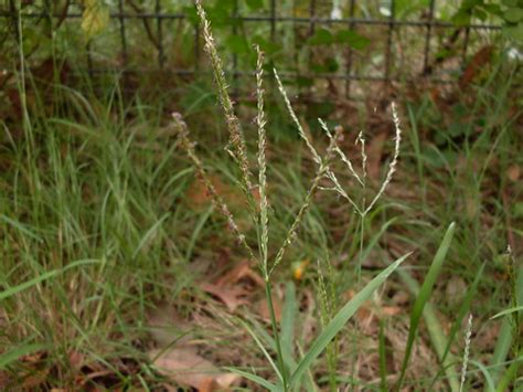 Blue couch grass | A common Sydney lawn grass. Queensland Bl… | Flickr