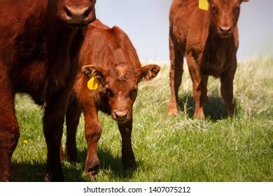 Cute Young Red Angus Calf Standing Stock Photo 1407075212 | Shutterstock