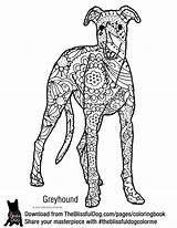 Italian Greyhound Coloring Page Free Printable Sketch sketch template