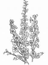 Larkspur Flowers coloring page  Download Print Or Color Online For Free sketch template