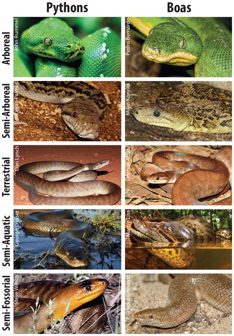 Snake Evolution - Science Update