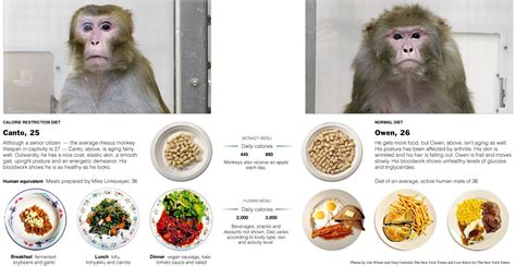 Calorie Restriction vs. Normal Diet Feta Cheese Nutrition, Diet And Nutrition, Diet Plan Menu ...