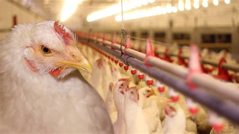 Chicken Giant Perdue Just Nixed a Nasty Clause from Its Contracts with ...