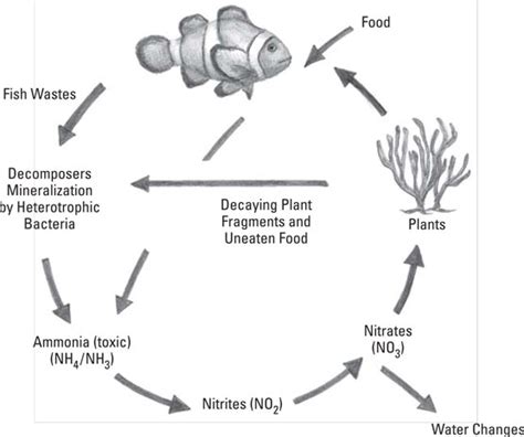 Nitrogen Cycle Diagram Black And White