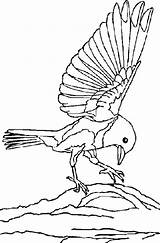 Coloring Page Eastern Bluebird  Sialisorg Info On Bluebirds & Other sketch template