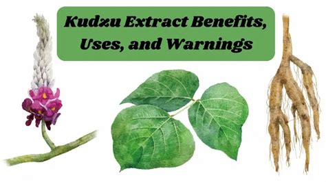 Kudzu Extract Benefits, Uses, and Warnings