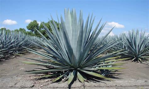 Tras las huellas de ADN de los agaves para conocer el origen del tequila