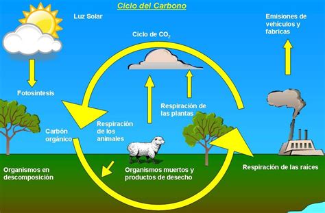 Material para clases de Ciencias (Química, Física y Biología): Guía Ciclo del Carbono para 7° básico